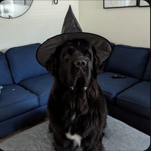 Meet your Posher, Nathan